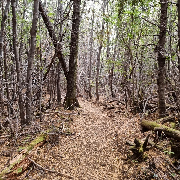 Bosque de cipreses y senderos en pendiente antes de la llegada a la laguna. Cordón El Derrumbe. 