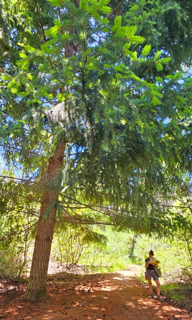 Caminata poética en Cerro Amigo. Quinta parada.