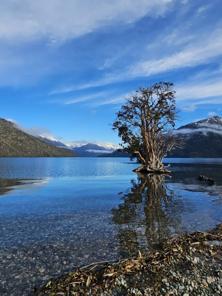 Arrayán. Parque Nacional Lago Puelo