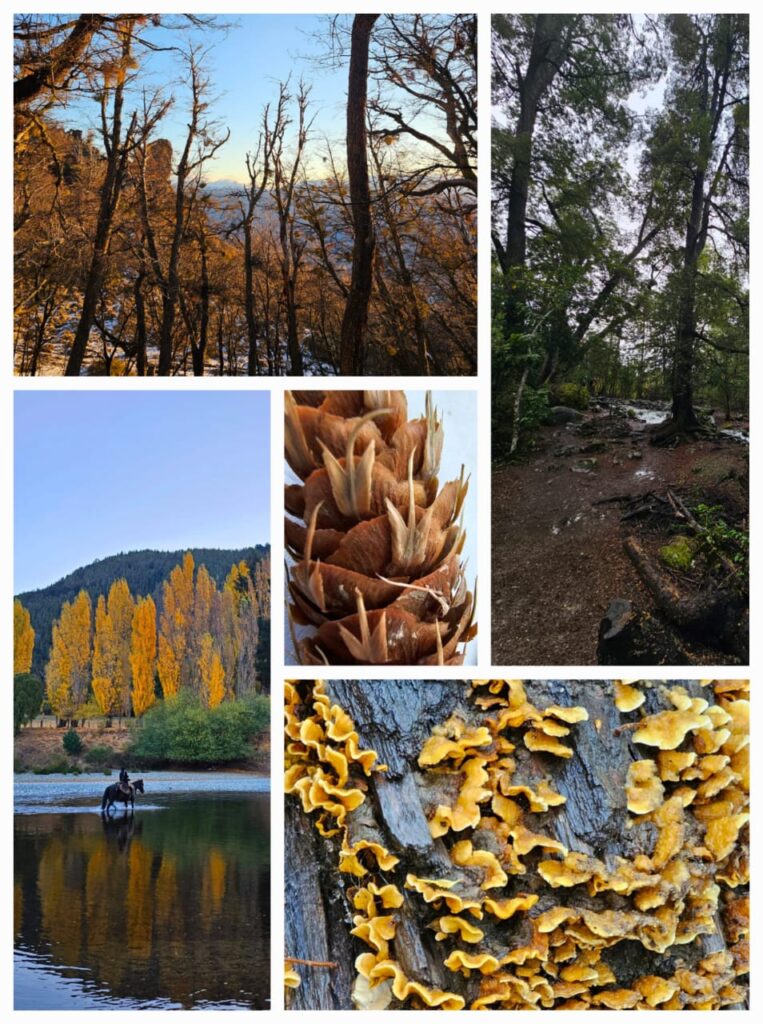 El bosque que me habita